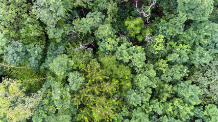 Aerial view of the forest.Thailand
