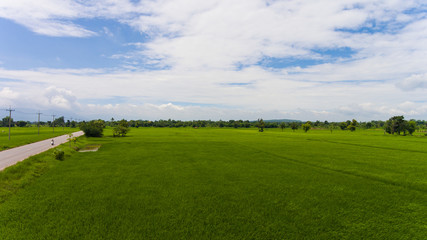 Aerial view of a rice fields in Thailand.