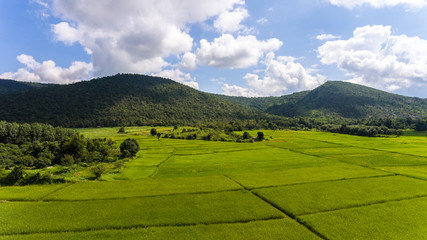 Fototapeta premium Aerial view of a rice fields in Thailand.