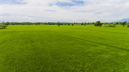Aerial view of a rice fields in Thailand.