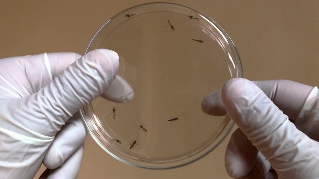 Scientist analyze zika and dengue mosquitoes. Hands holding petri dish with mosquitoes inside.