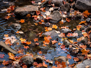 Leaves in stream