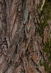 katsura - bark texture of an old tree in the forest
