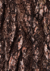 pine - bark texture of an old tree in the forest