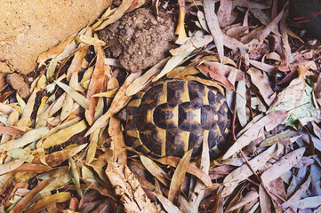 Turtle in nature
