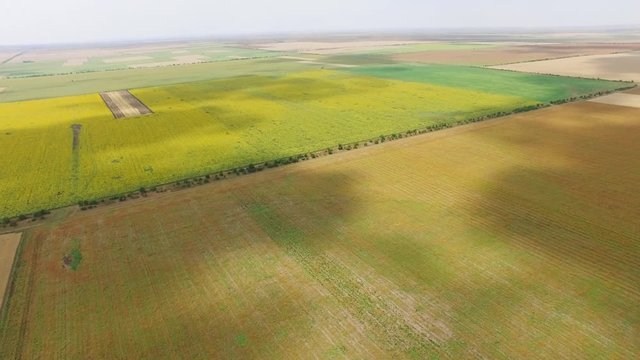 Fields with different crop types, aerial video / Flight over yellow wheat fields and green meadows, aerial video, drone point of view