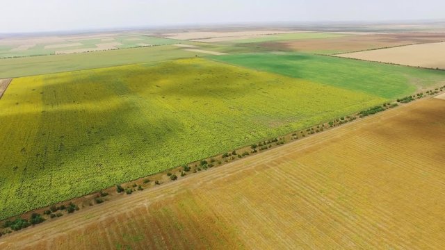 AERIAL: Landscape of agricultural grounds in farmland / Flight over yellow wheat fields and green meadows, aerial video, drone point of view