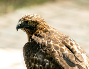 Golden eagle close up head shot