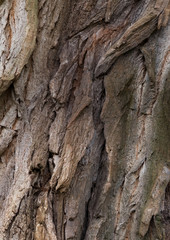 robinia - bark texture of an old tree in the forest