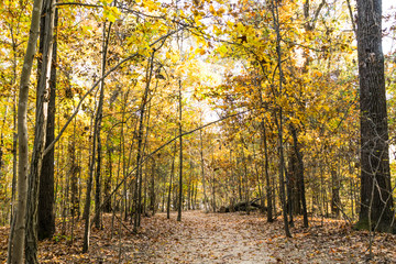 Fototapeta premium Fall Trees in the Forest - golden trees