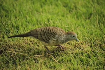 Bird on autumn season