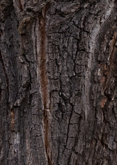 Hungarian oak - bark texture of an old tree in the forest