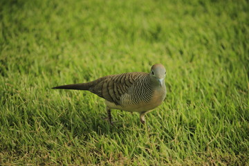 Bird on morning autumn season