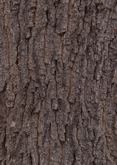 oak - bark texture of an old tree in the forest