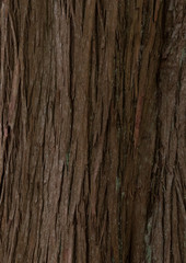 cypress - bark texture of an old tree in the forest