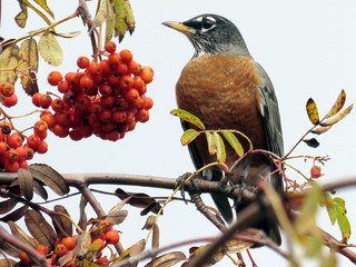  Thornhill the American Robin on a rowanberry branch 2017