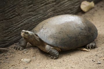 Turtle / Freshwater turtle