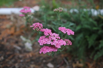 Achillea "Lilac Beauty" Pink and Purple Flower