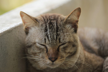 cat in winter morning close eye