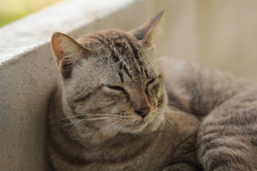 cat in winter need to sleep