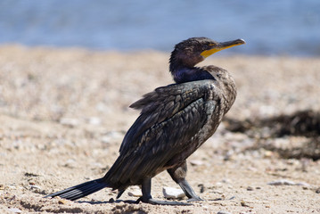 A cormorant walking on the beach in broad daylight