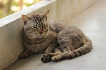Fototapeta premium little cat on morning sleep