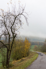 Fototapeta na wymiar foggy autumn landscape