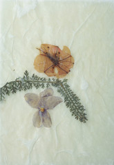 Dried Pressed flowers, Grunge Background, Antique flora parchment paper.