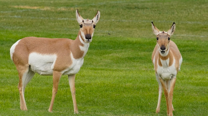 Two Young Pronghorn Enjoying Green Grass