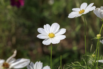 Cosmos bipinnatus - Dwarf sensation