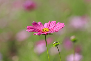 Obraz premium Cosmos bipinnatus - Dwarf sensation