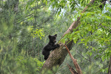 Bear cub climbing tree looking