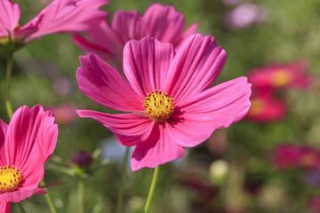 Cosmos bipinnatus - Dwarf sensation