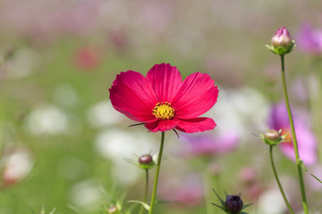 Cosmos bipinnatus - Dwarf sensation