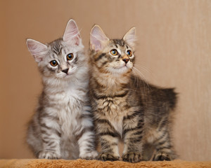 Two cute little bobtail kitten