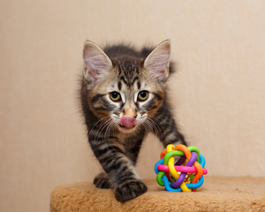 Cute little bobtail kitten