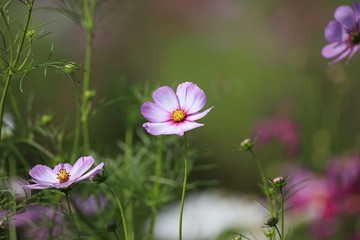 Cosmos bipinnatus - Dwarf sensation