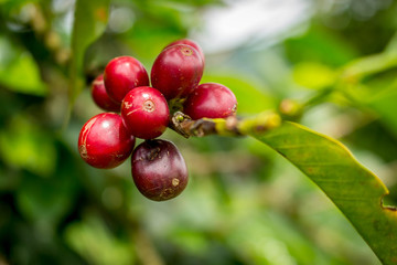 Obraz premium Granos de café maduros en el árbol