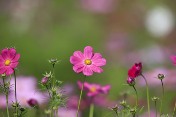 Cosmos bipinnatus - Dwarf sensation
