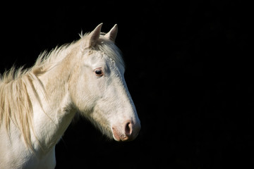 white horse portrait on black contrast background