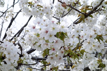桜の花