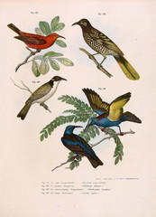 Illustration of birds.