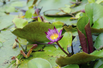Purple lotus with yellow stamens on leaf lotus as a blur background.