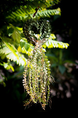 Million Heart(Dischidia ruscifolia Decne. ex Becc.)in the form of heart shaped ornamental plant.