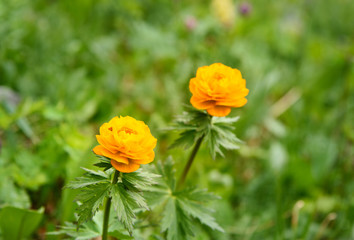 Trollius asiaticus flowers. Altai Republic. Russia