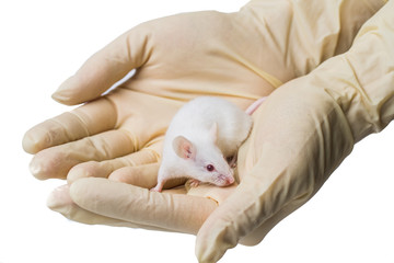 a scientist dies in the hands of a laboratory white mouse, one-time medical gloves are on hand