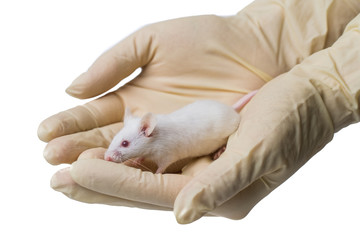 a scientist dies in the hands of a laboratory white mouse, one-time medical gloves are on hand