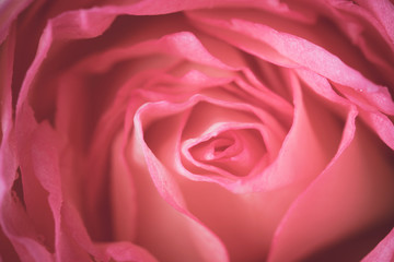 Fototapeta na wymiar Close up of beautiful rose flower background