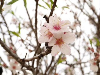 Three white almond tree flower