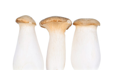 Royal Mushroom on White Background